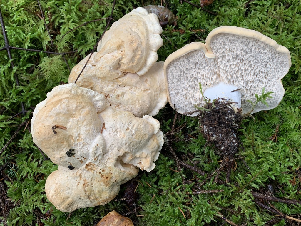 Hydnum washingtonianum