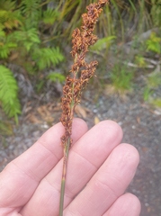 Machaerina teretifolia