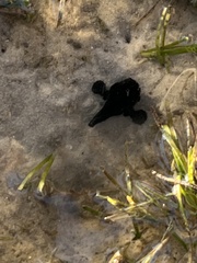 Antennarius striatus