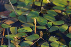 Potamogeton cheesemanii