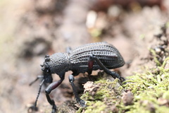 Aegorhinus suturalis