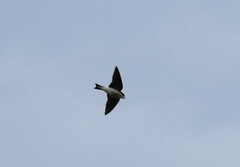 Tachycineta leucopyga