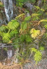 Machaerina teretifolia