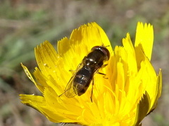 Platycheirus trichopus