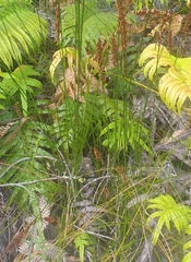 Machaerina teretifolia