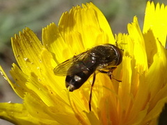 Platycheirus trichopus