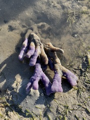 Porifera