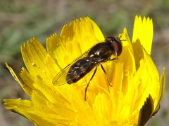 Platycheirus trichopus