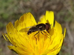 Platycheirus trichopus