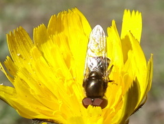 Platycheirus trichopus