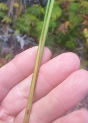 Machaerina teretifolia