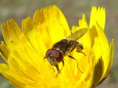 Platycheirus trichopus