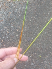 Machaerina teretifolia