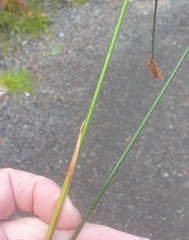 Machaerina teretifolia