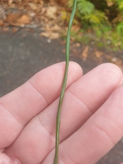 Machaerina teretifolia