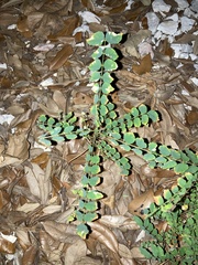 Phyllanthus caroliniensis