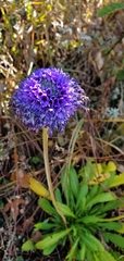 Primula glomerata