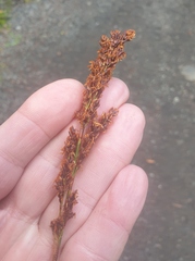 Machaerina teretifolia