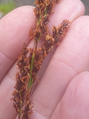 Machaerina teretifolia