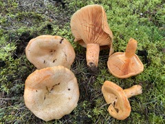 Lactarius thyinos
