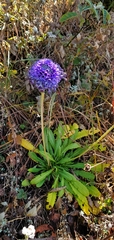 Primula glomerata