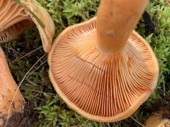 Lactarius thyinos