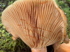 Lactarius thyinos