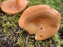 Lactarius thyinos