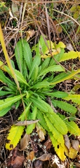 Primula glomerata