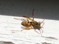 Mischocyttarus flavitarsis