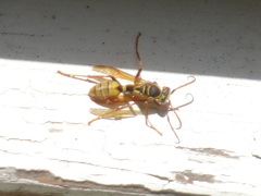 Mischocyttarus flavitarsis