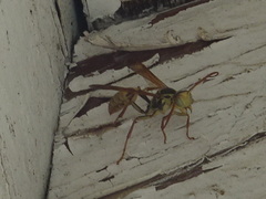 Mischocyttarus flavitarsis