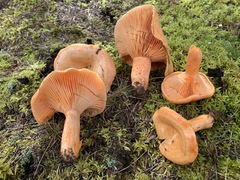 Lactarius thyinos