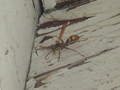 Mischocyttarus flavitarsis