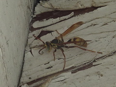 Mischocyttarus flavitarsis