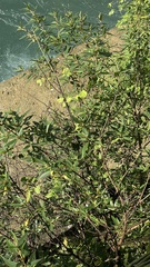 Boehmeria densiflora