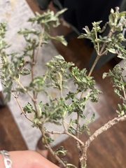 Leucospora multifida