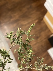 Leucospora multifida