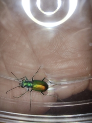 Cicindela scutellaris