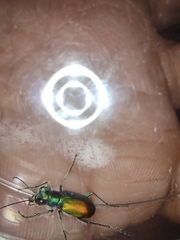 Cicindela scutellaris