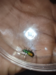 Cicindela scutellaris
