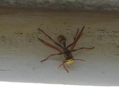 Mischocyttarus flavitarsis