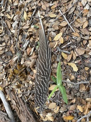 Callipepla californica