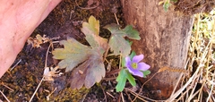 Anemone
