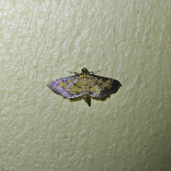 Ategumia matutinalis