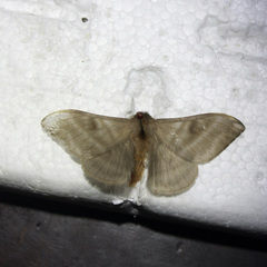 Hylesia metabus