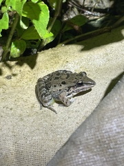 Leptodactylus fuscus