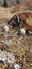 Leontopodium