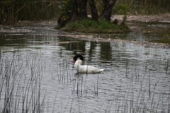 Cygnus melancoryphus