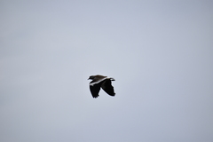 Vanellus chilensis chilensis